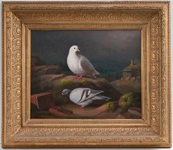 Ferdinand von Wright, "DOVES ON A CLIFF".