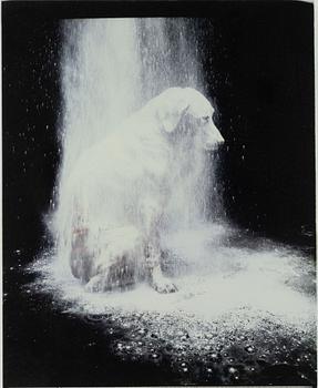 William Wegman, "Dusted", 1988.