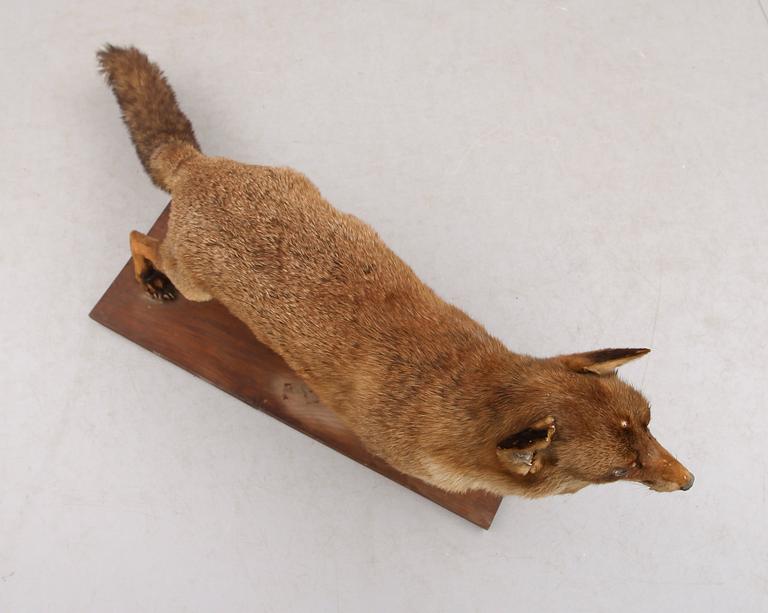 TAXIDERMI: uppstoppad räv, England, 1900-talets första hälft.