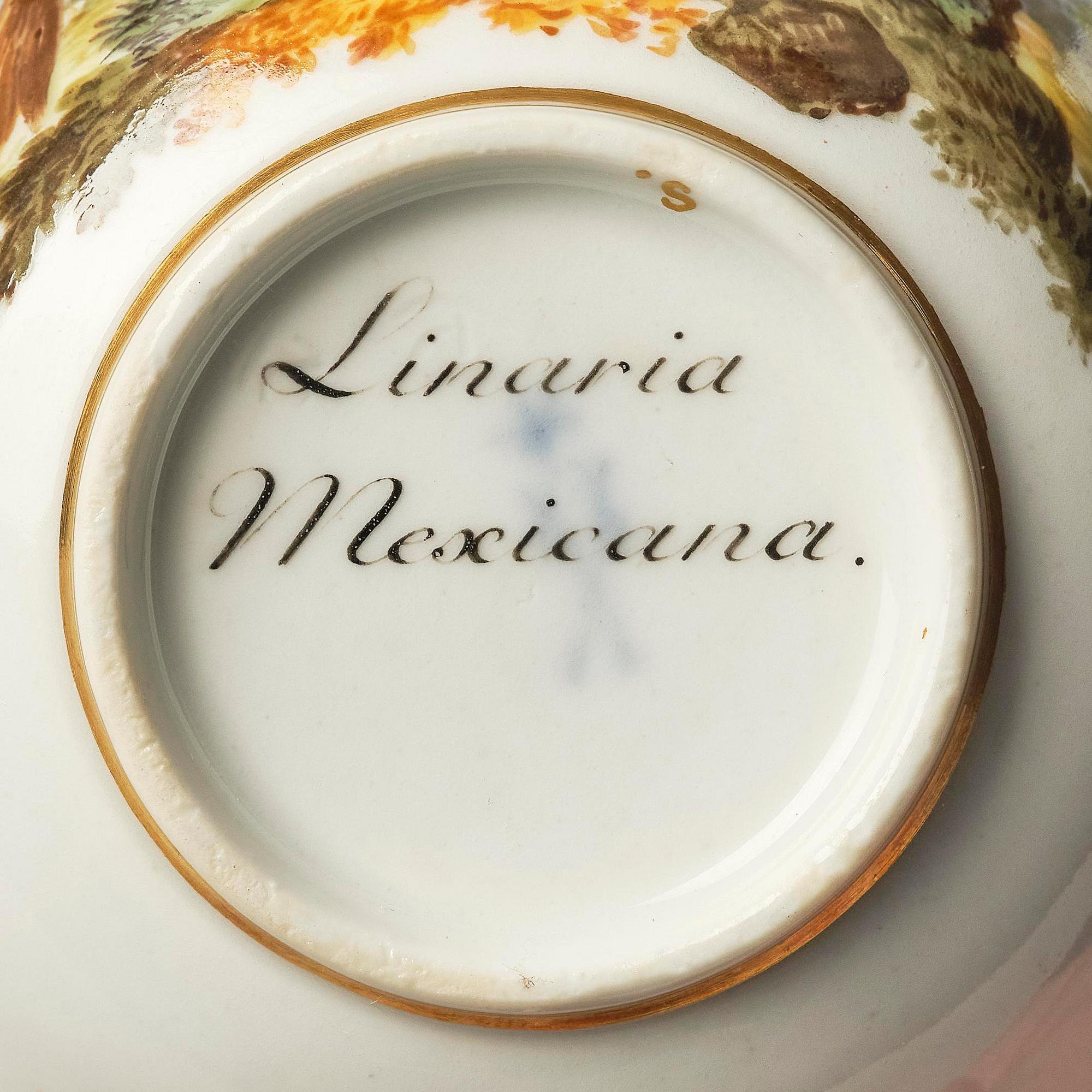 A pair of ornitological Meissen cups with saucers, period of Marcolini (1774-1814).