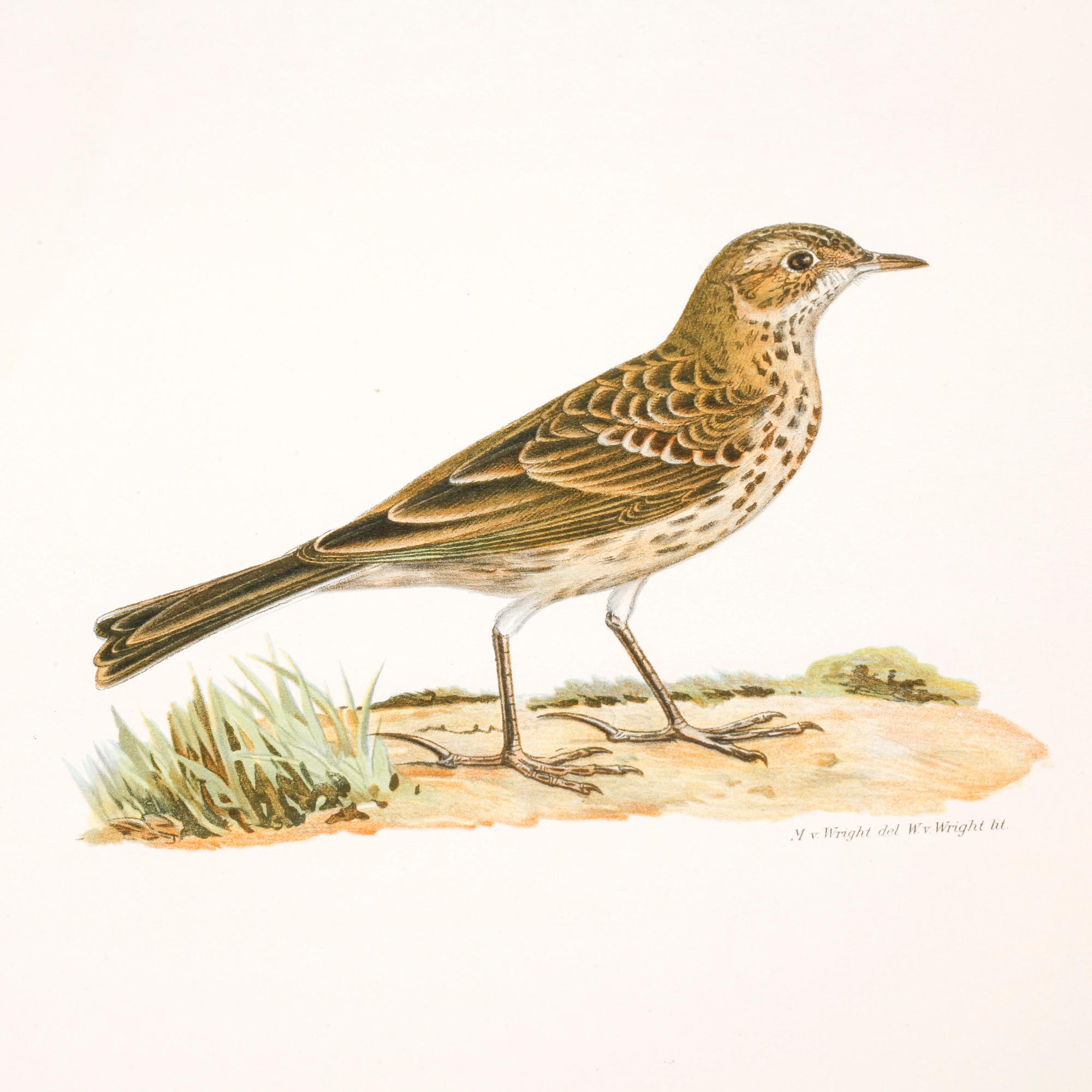 M, W & F VON WRIGHT, books, three volumes, 'Svenska fåglar', A. Börtzells tryckeri AB Stockholm, 1924-1929.