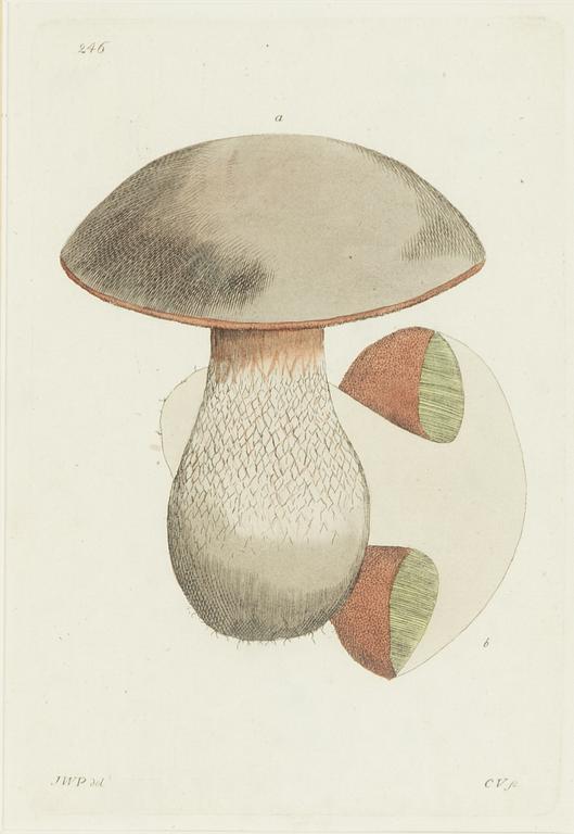 Twelve hand-coloured engravings, J.W. Palmstruch, from 'Svensk Botanik', 1802-1840.