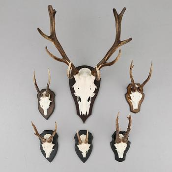 JAKTTROFÉER, 6 delar, 1900-tal.