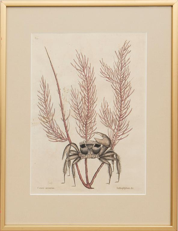 Kopparstick 3 st ur Mark Catesbys "Natural History of Carolina, Florida and Bahama islands.