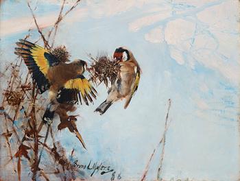 249. Bruno Liljefors, "Steglitsor" (Goldfinches).