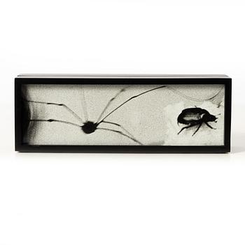 Hope Sandrow, "Spider Beetle", 1989.
