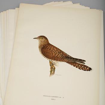 LITOGRAFISKA TRYCK, ca 100 st, ur von Wrights "Svenska fåglar", utgivna av A Börtzells, 1920-tal.