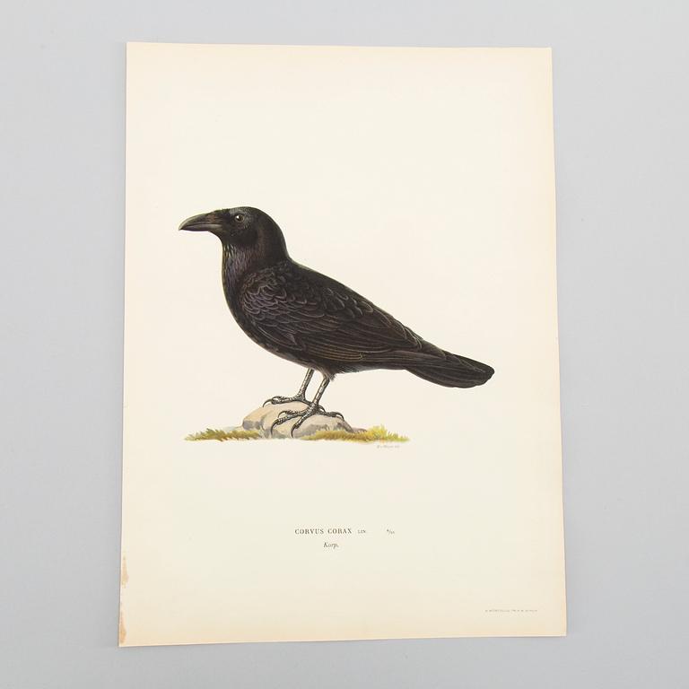 LITOGRAFISKA TRYCK, ca 150 st, Ferdinand von Wright, Börtzells, Stockholm.