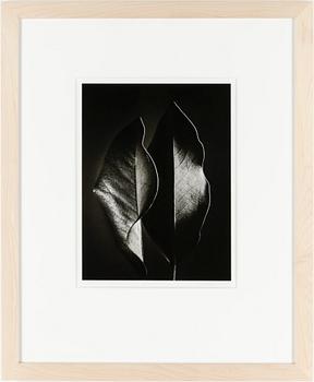 Ruth Bernhard · RUTH BERNHARD, fotografi, "Two leaves 1952"