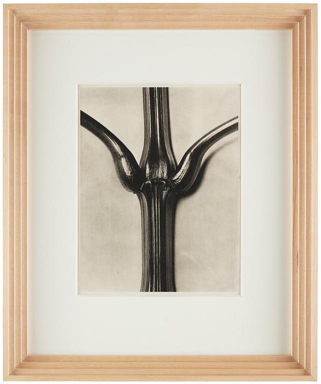 Karl Blossfeldt, "Urformen der Kunst", 1928 (22 st).