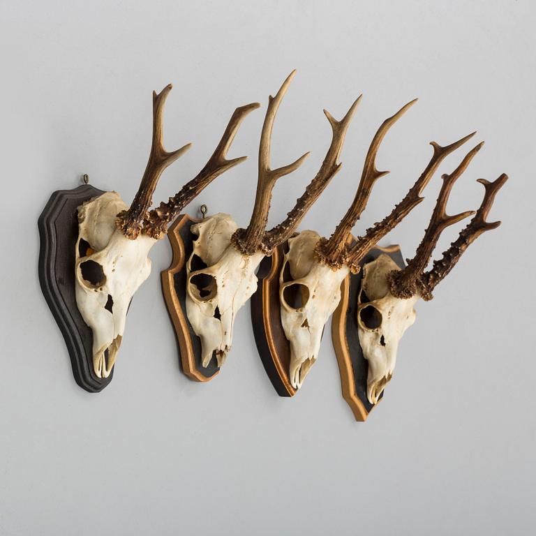a set of four hunting trophies.