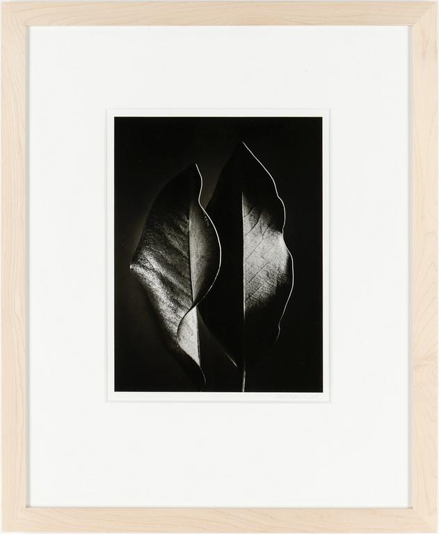 RUTH BERNHARD, fotografi, "Two leaves 1952".