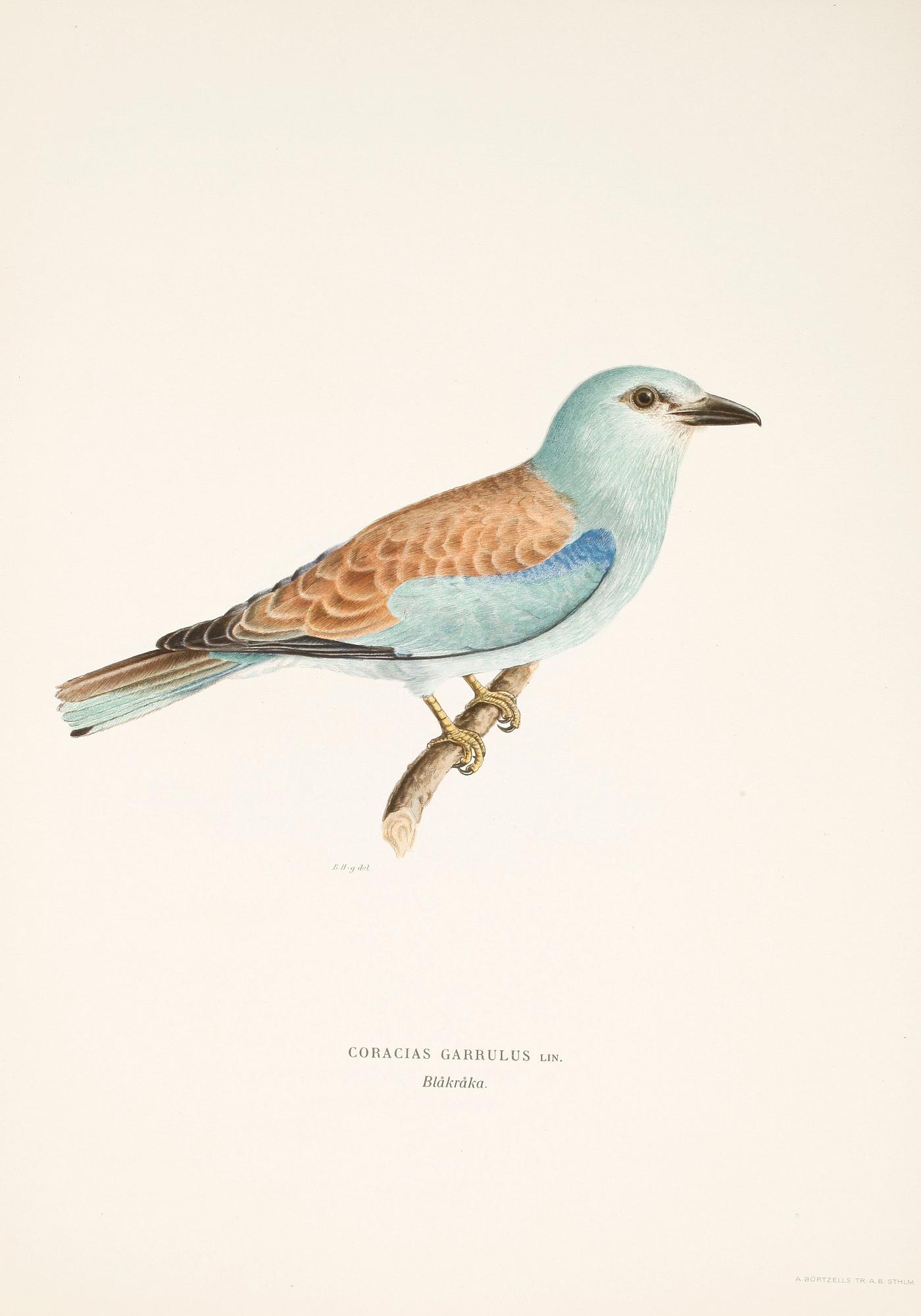 LITOGRAFISKA TRYCK, 100 st, ur von Wrights "Svenska fåglar", 1920-tal.