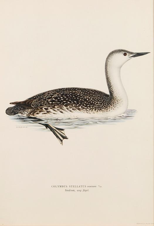 LITHOGRAPHS, 4 pcs, after Wilhelm von Wright and Bror Hallberg. A. Börtzell, Stockholm.
