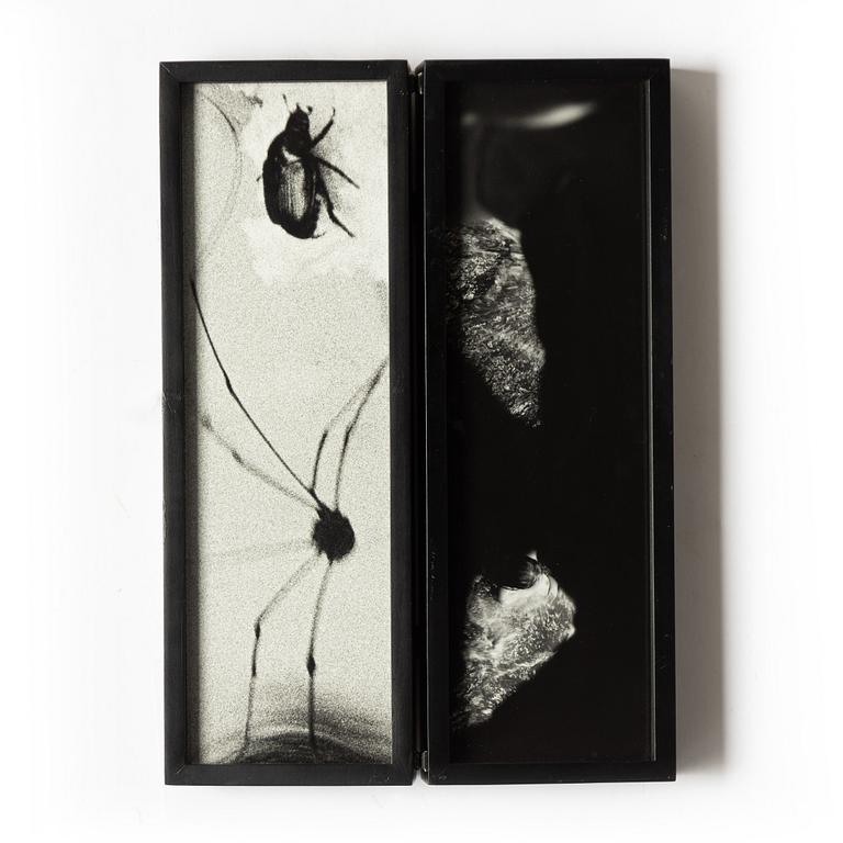 Hope Sandrow, "Spider Beetle", 1989.