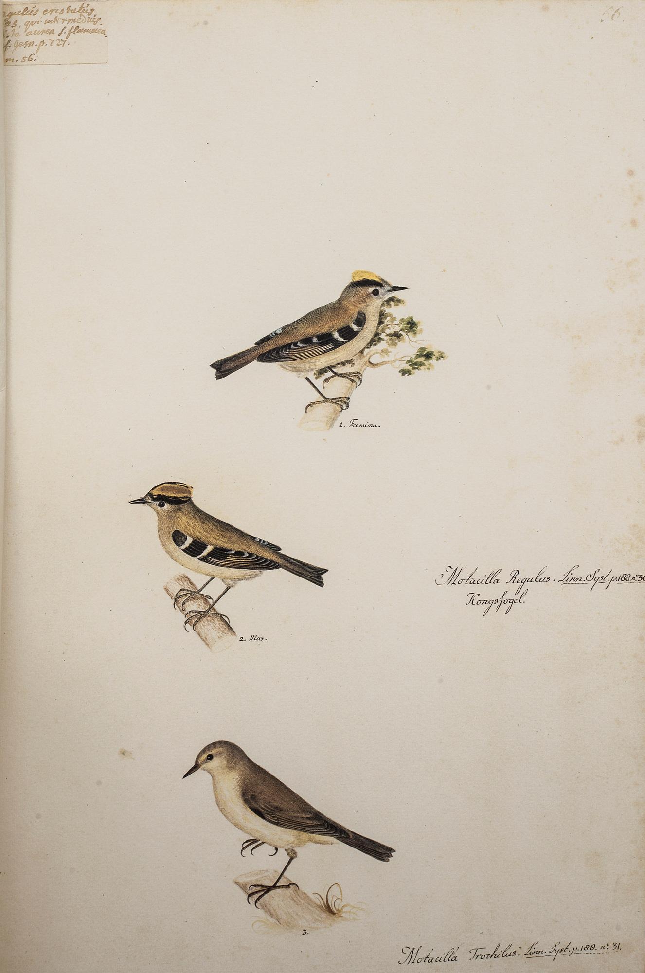 MAPP, OLOF RUDBECK DY, "Portföljen", med kommentar av Gunnar Brusewitz och Tomas Anfält.