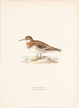 LITHOGRAPH, 30 pcs, after von Wright, Magnus, Wilhelm and Ferdinand & Hallberg, Bror. A. Börtzell, Stockholm.