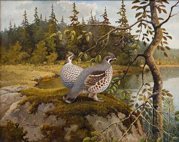 EJNAR KOHLMANN, FOREST BIRDS.