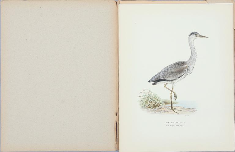 BRÖDERNA VON WRIGHT, ca 30 häften, litografiska tryck, "Svenska fåglar", ca 1920.