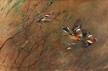 Mosse Stoopendaal. Hawfinches.