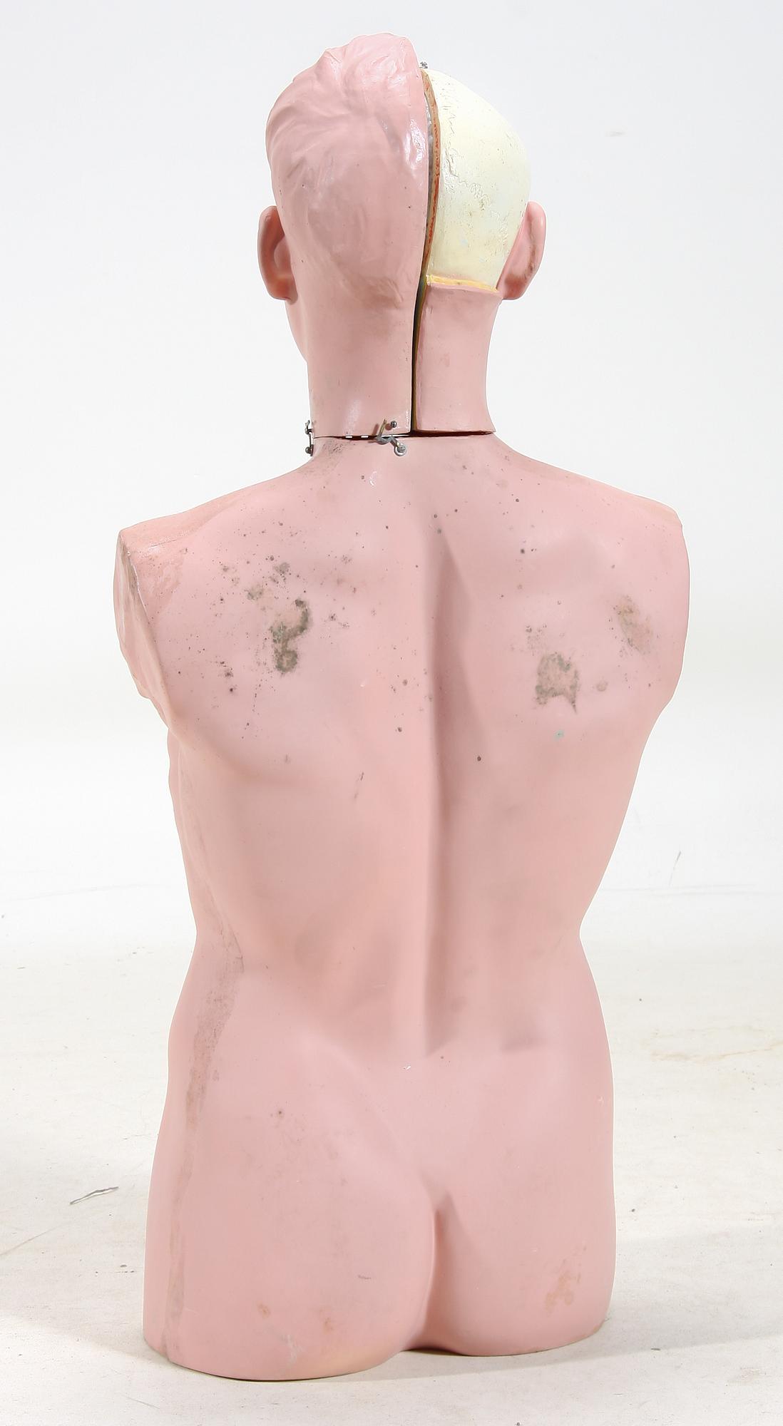 ANATOMIMODELL/DOCKA, konstmaterial.