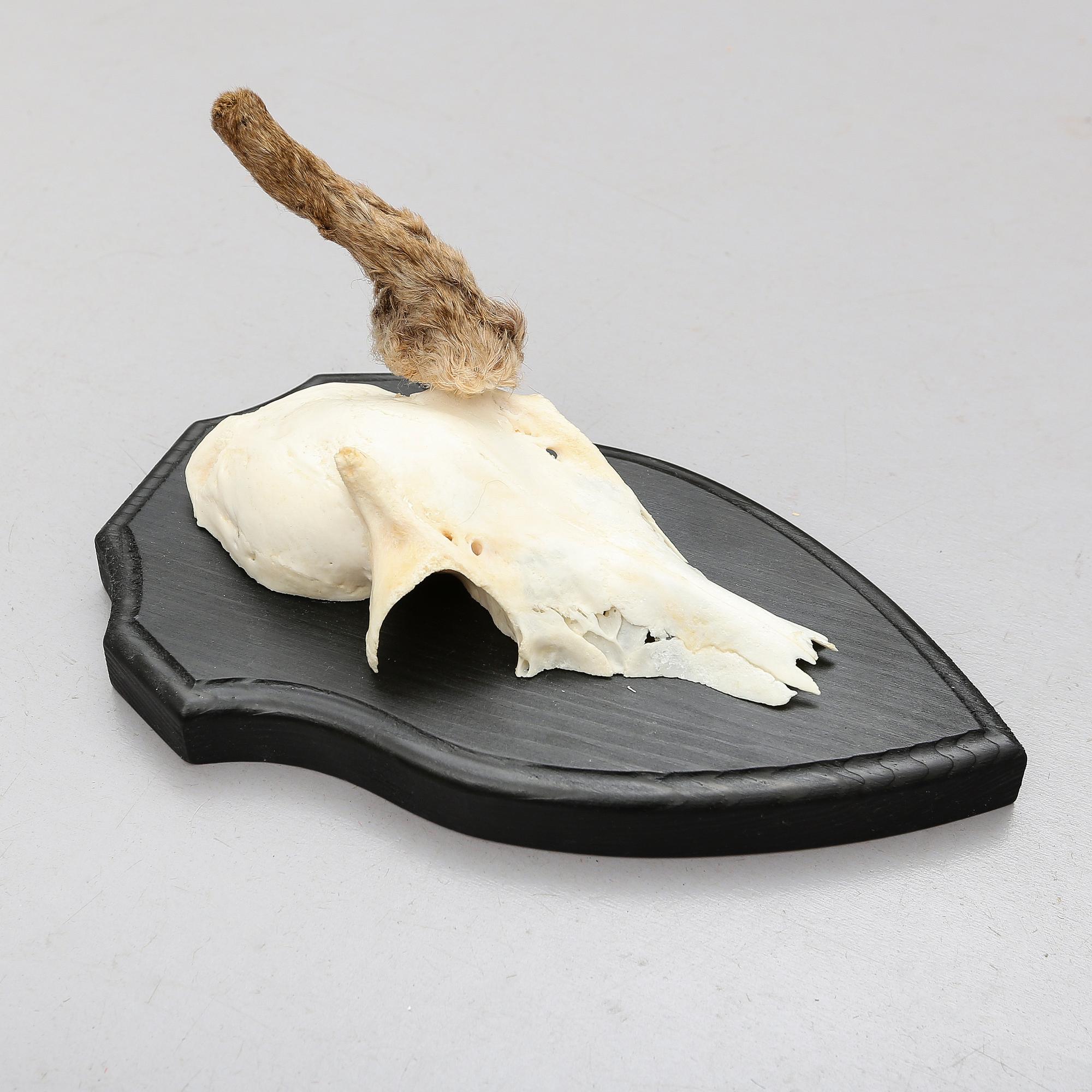 JAKTROFFÉR, 23 st (8+15), 1900-tal.