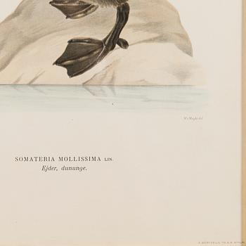LITOGRAFIOITA, 5 kpl, Wilhelm von Wrightin ja Bror Hallbergin mukaan. A. Börtzell, Tukholma.