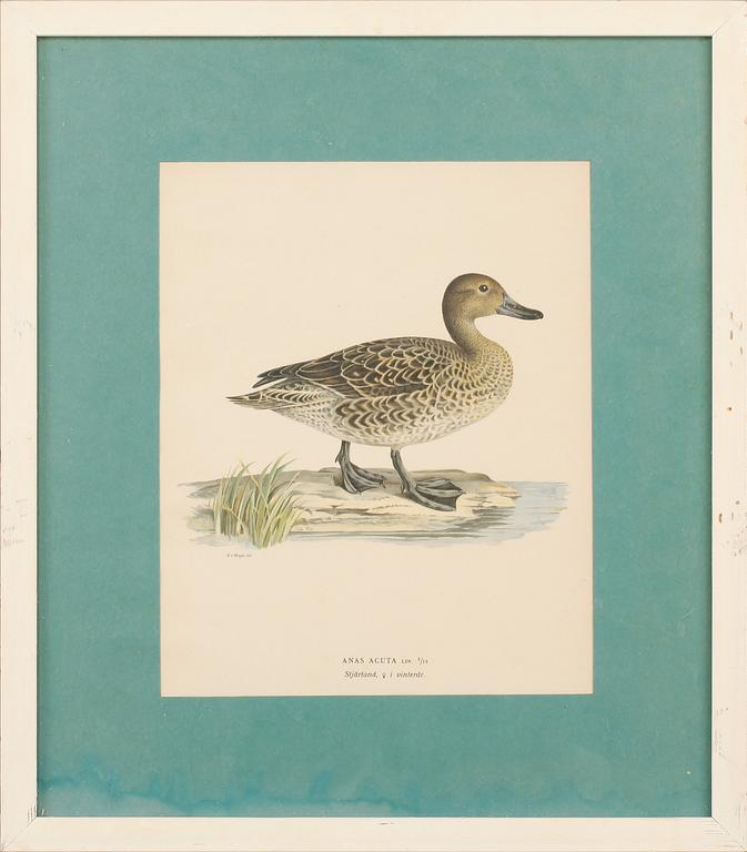 MAGNUS & WILHELM VON WRIGHT, grafiska blad 6 st ur "Svenska fåglar", 1900-talets första hälft.