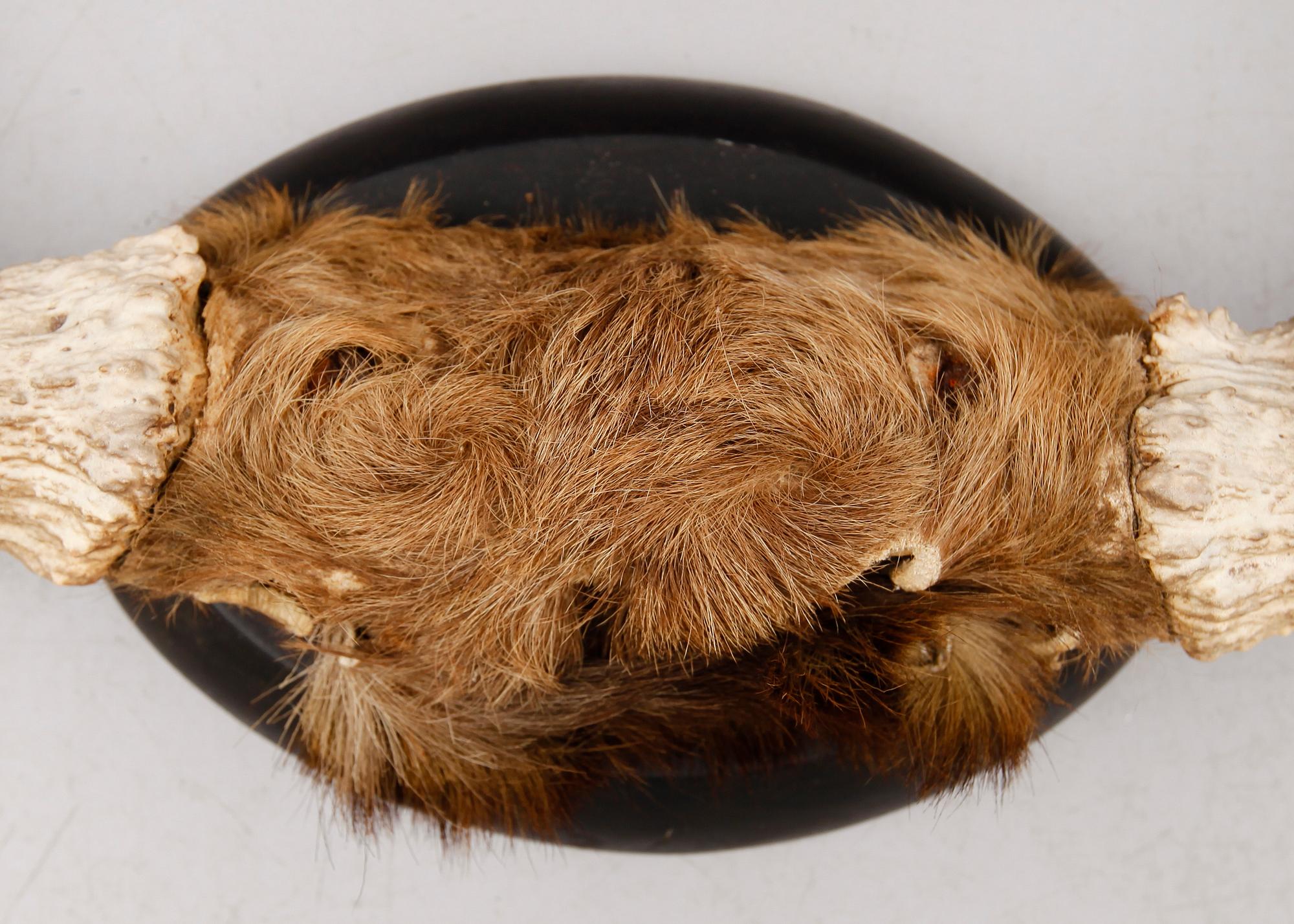 ÄLGHORN, daterad 1906.