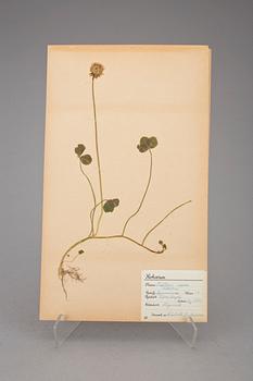 HERBARIUM, 2 st, 1940-tal.