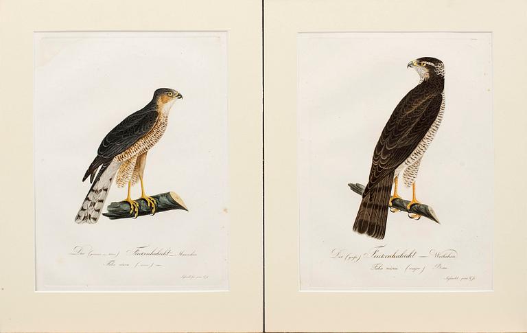 PLANSCHER, kopparstick, 4 st, Ur Teutsche Ornithologie..." 1800-1817, gravör Johann Conrad Susemihl.