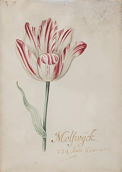 Jacob Marrel Attributed to, Study of flowers (7).