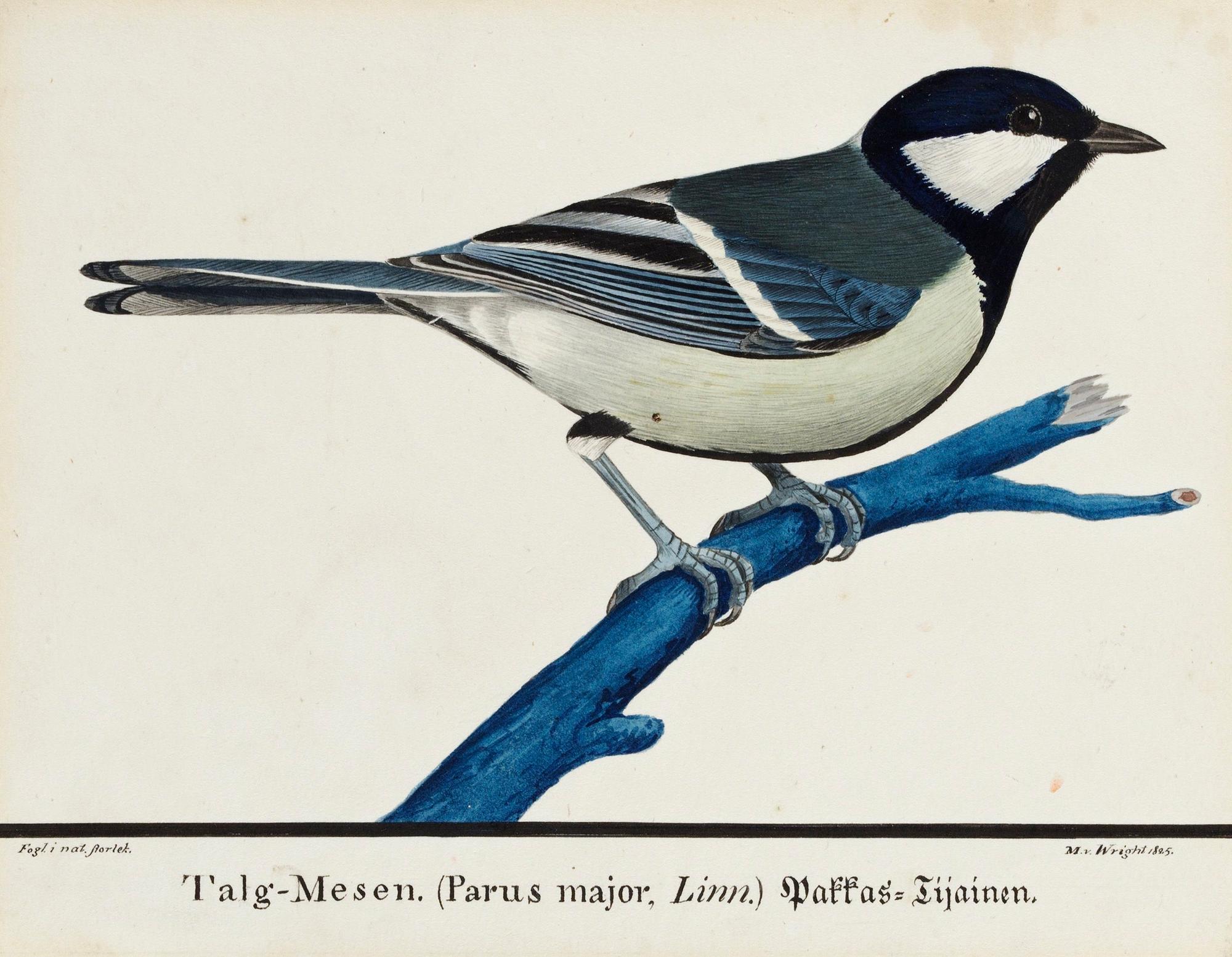 Magnus von Wright, Ung talgoxe (Parus major).