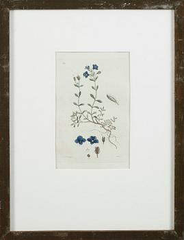 JOHAN WILHELM PALMSTRUCH, 3 st, kolorerade kopparstick, 1800-talets första hälft.
