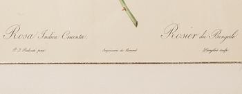 TRYCK, 2 st, efter P.J. Redouté, ur bokverket "Les Roses", 1900-talets senare hälft.