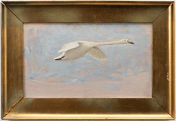 Bruno Liljefors, Stretching swan.