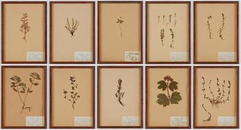 Herbarium, 10 parts, Sweden, 1930s-1970s.