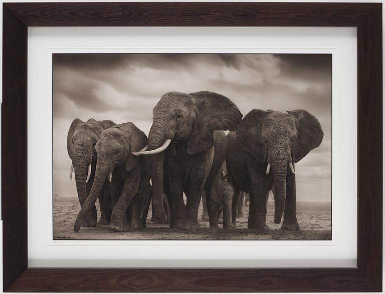 Nick Brandt, "Elephant Five, Amboseli", 2008.