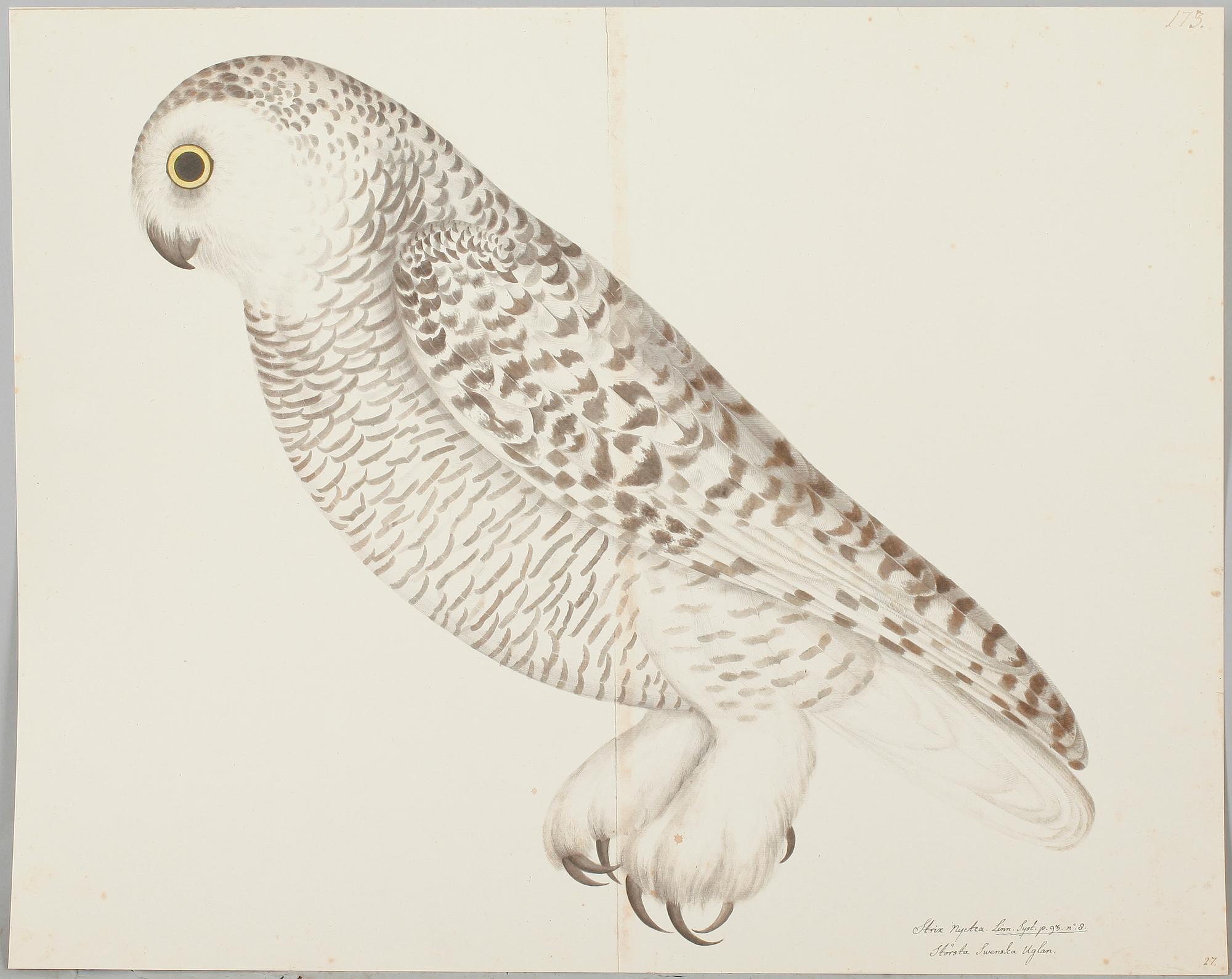 OLOF RUDBECK DY, "Portföljen", med kommentar av Gunnar Brusewitz och Tomas Anfält.