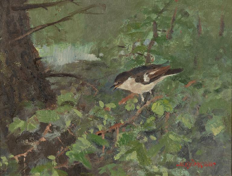 Nils Björkqvist, European pied flycatcher in greenery.