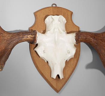 JAKTTROFÉ, 1900-tal.