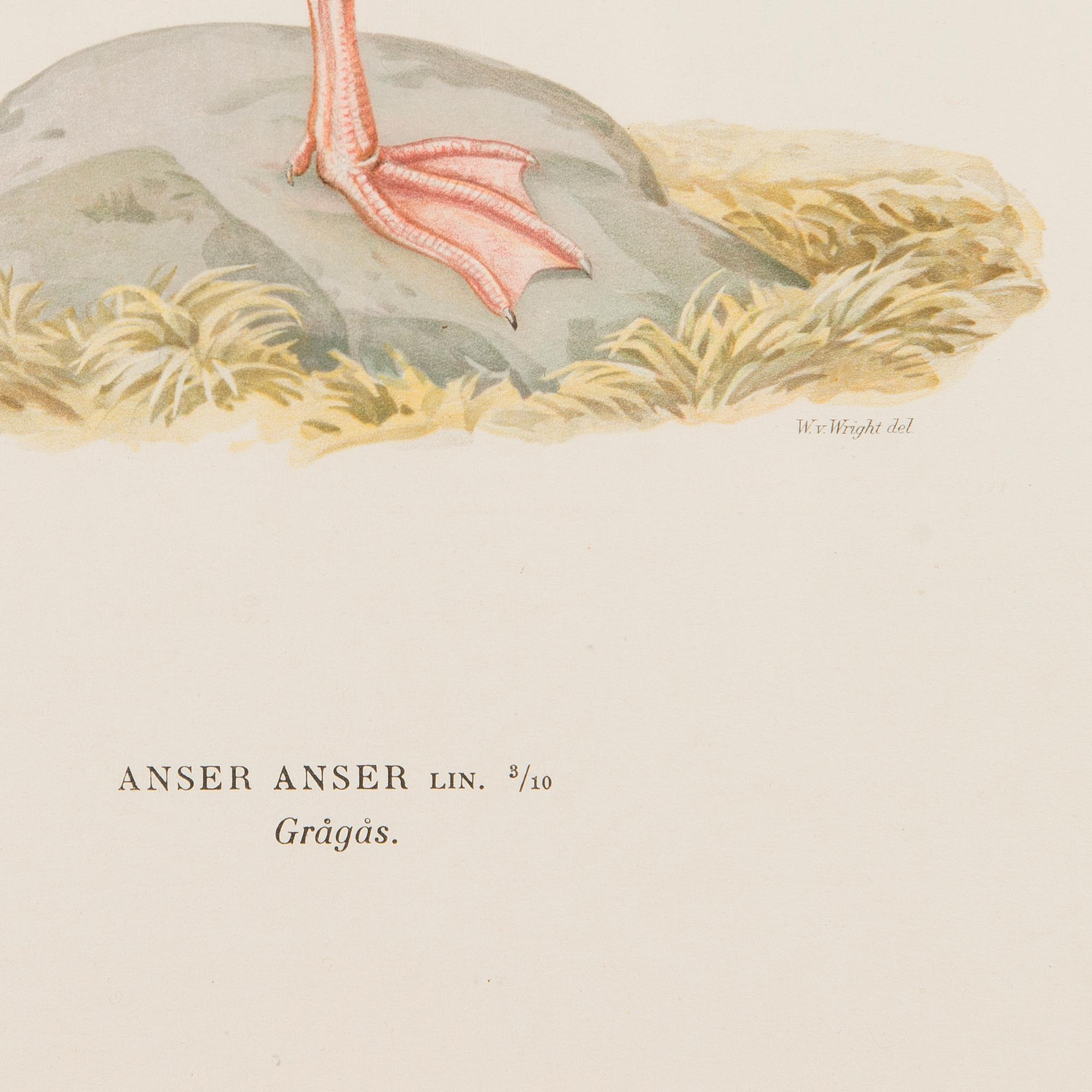 LITOGRAFIER, 5 st, efter Wilhelm von Wright och Bror Hallberg. A. Börtzell, Stockholm.