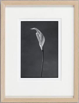 DAWID (BJÖRN DAWIDSSON), fotografi, signerad a tergo.