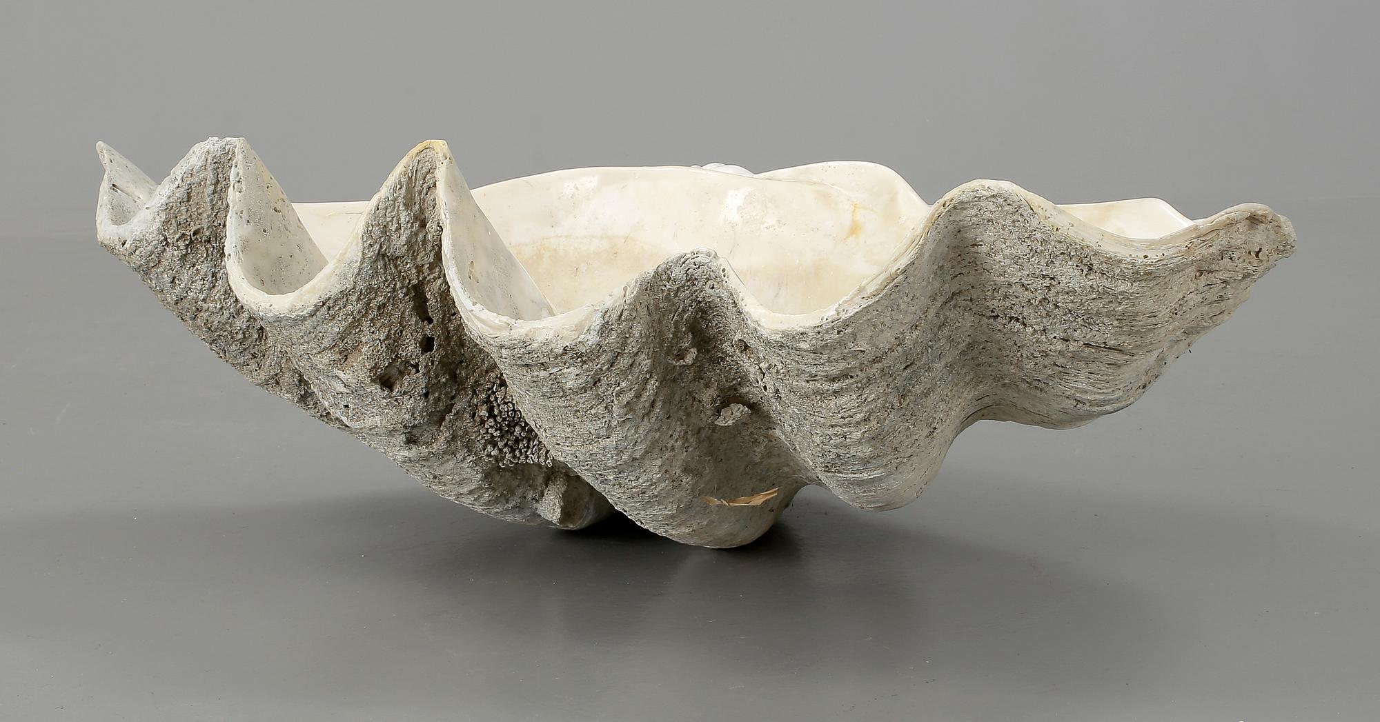 MUSSLA, fossil.