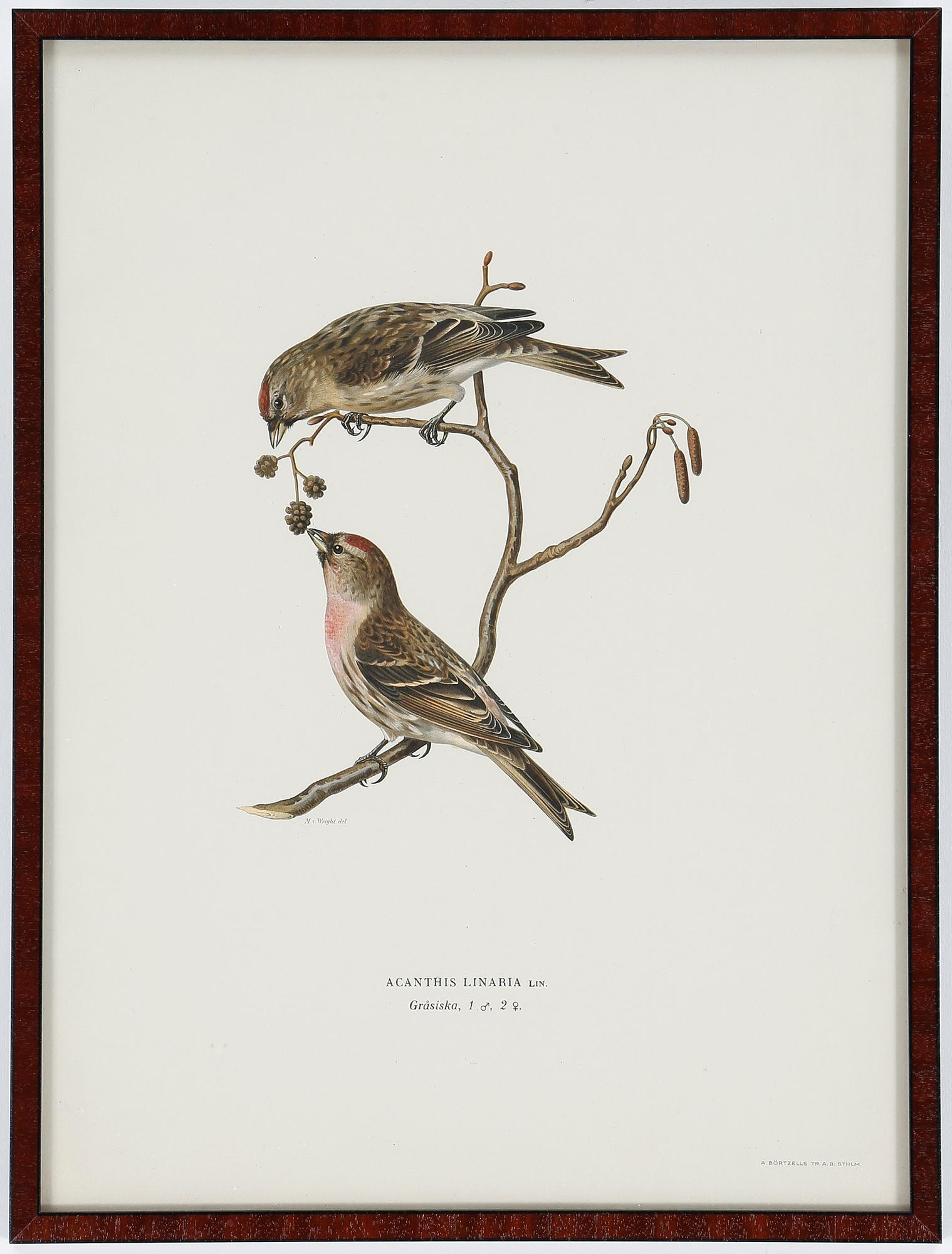 LITOGRAFIER, 12 stycken, ur "Svenska fåglar", Magnus och Wilhelm von Wright, A Börtzells, 1900-talets första hälft.