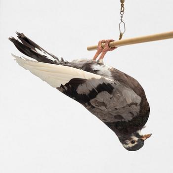 Lotta Hannerz, mixed media, (stuffed pigeon & bamboo stick), 2005.