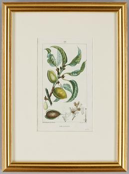 KOPPARTSICK, 6 st, ur "Flora Medicale". P. Turpin samt E. Panckoucke, Paris 1814-1818.