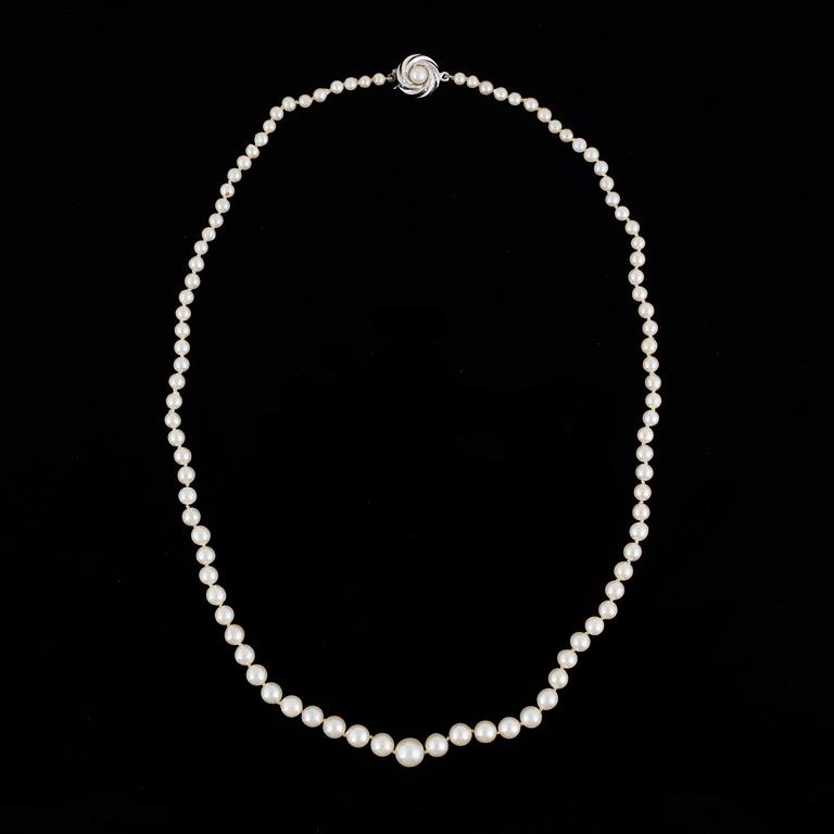 PÄRLCOLLIER, med odlade doserade pärlor.