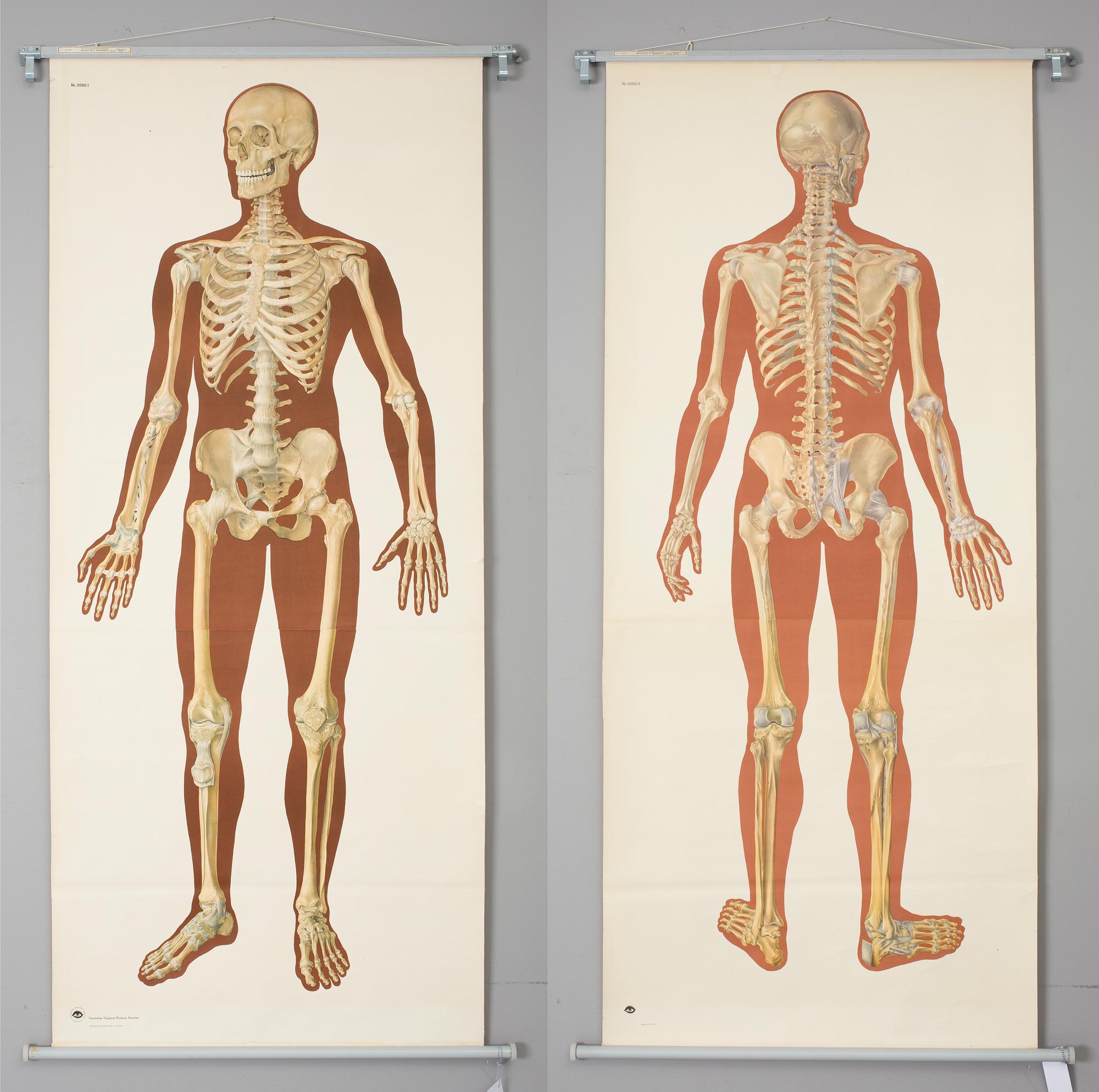 SKOLPLANSCHER, 2 stycken, Deutsche Hygiene Museum, Dresden, 1900-talets andra hälft..