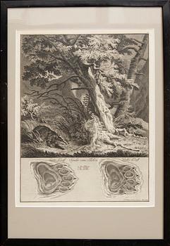 Johann Elias Ridinger, six copper engravings, Germany 18th Century.